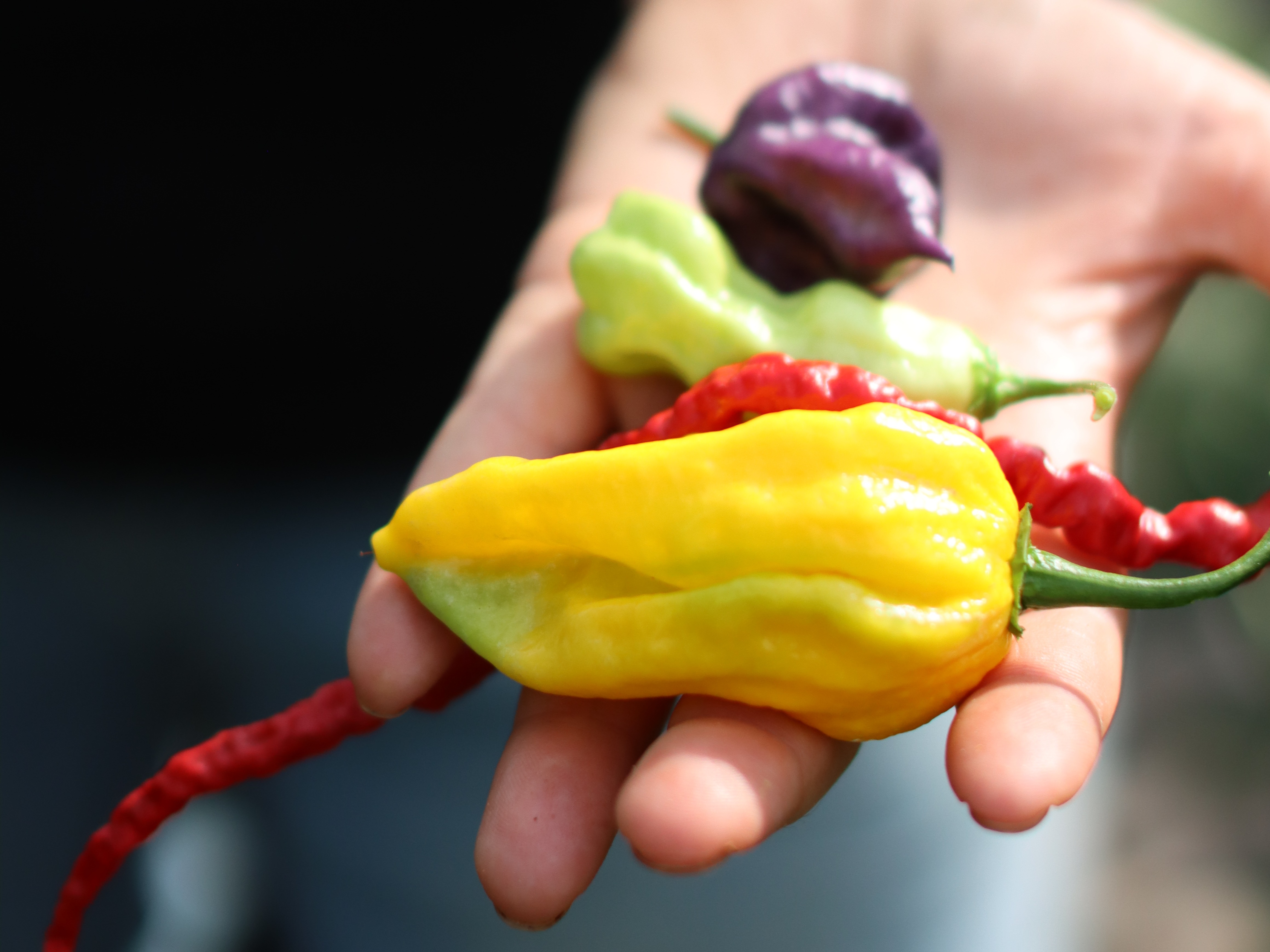 ornamentalfruits,green,22 (2)