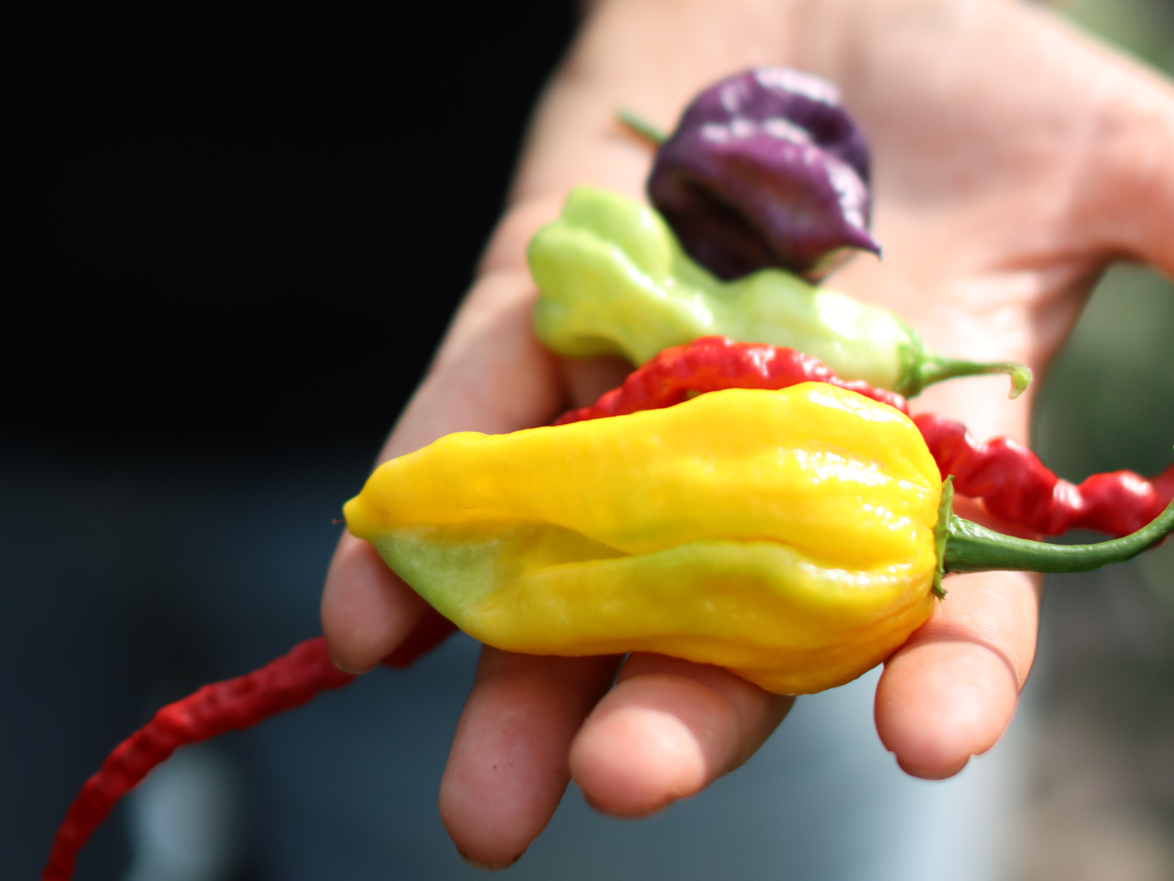 siervruchten,groen,22 (2)