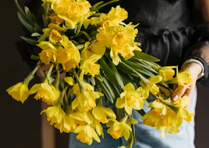 narcissen,geel,26