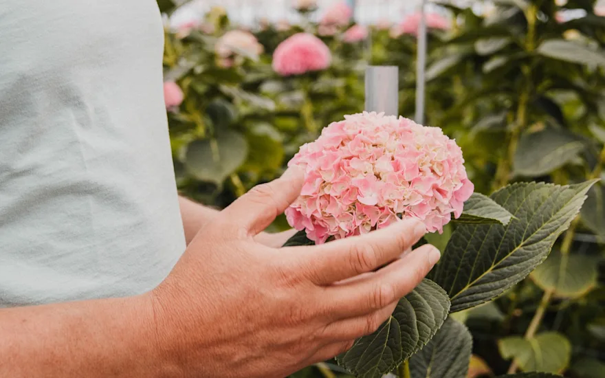 hortensia,vicini,roze,24 (2)