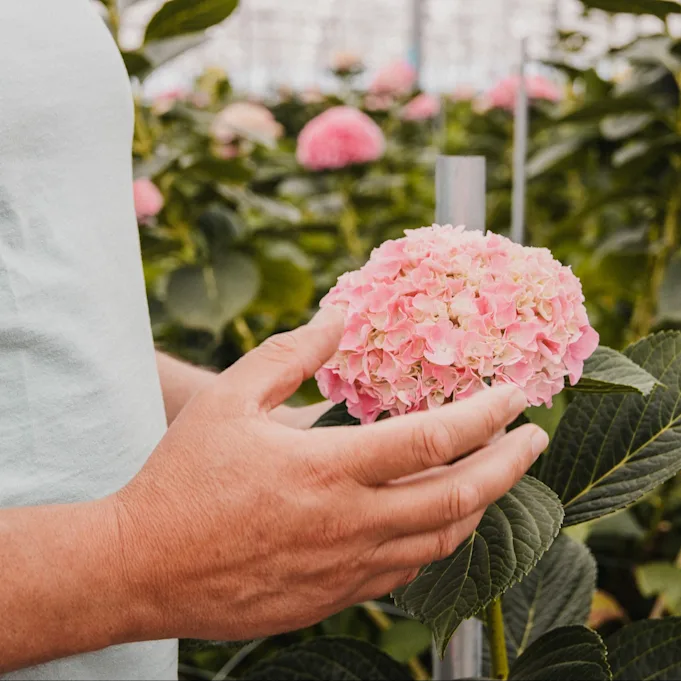 hortensia,vicini,roze,24 (2)
