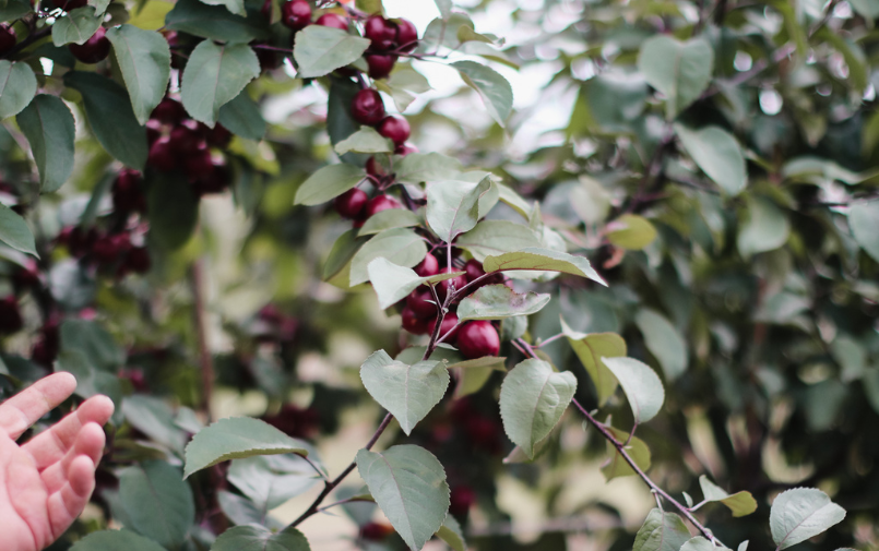 Greenflor malus apples