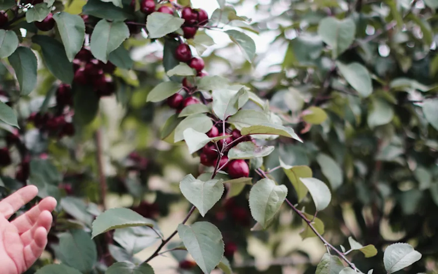 Greenflor malus apples