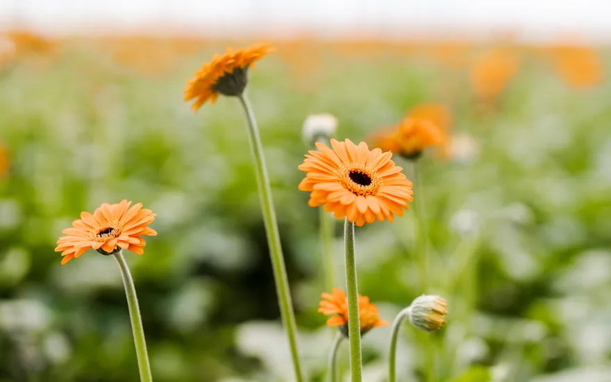 gerbera,roze,21 (53)