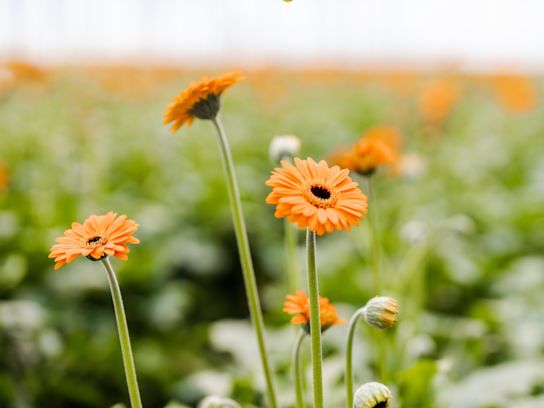 gerbera,roze,21 (53)
