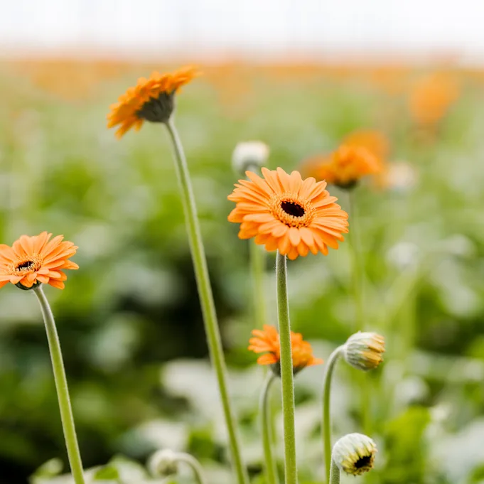 gerbera,roze,21 (53)