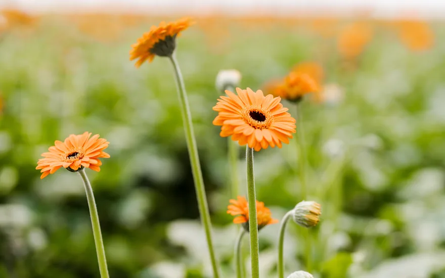 gerbera,roze,21 (53)