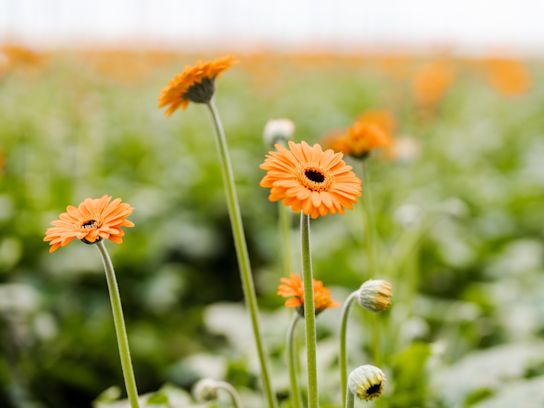 gerbera,roze,21 (53)