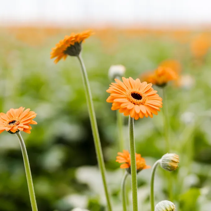 gerbera,roze,21 (53)