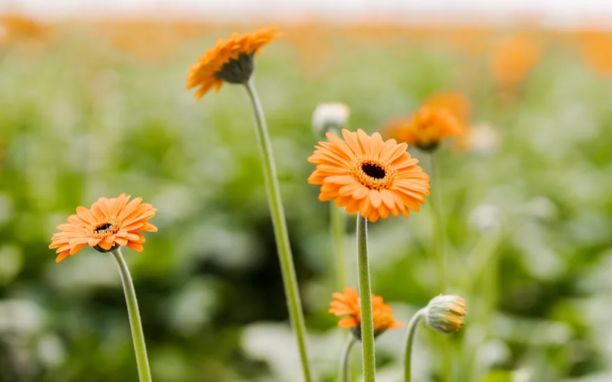 gerbera,roze,21 (53)