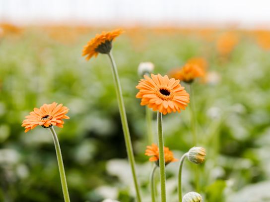 gerbera,roze,21 (53)