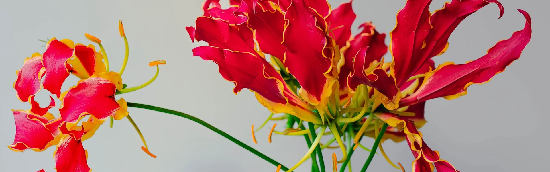 hello, beautiful gloriosa