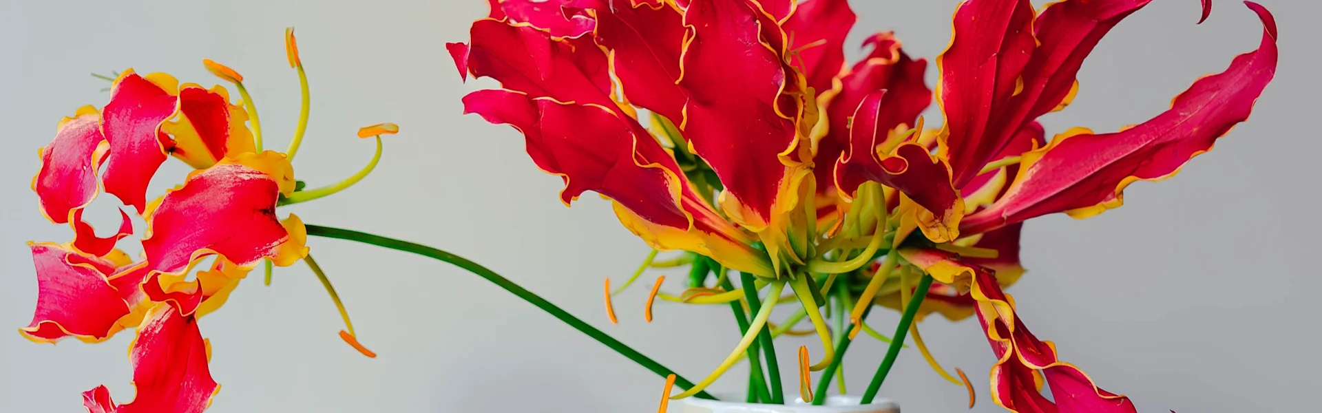 hallo, wunderschöne gloriosa