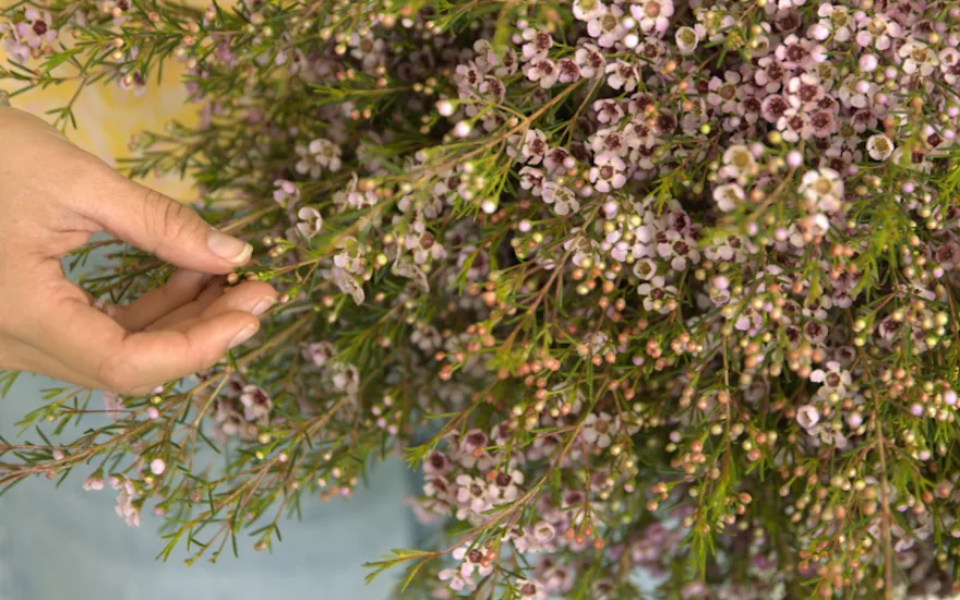 Waxbloemen bloemengroothandel Greenflor