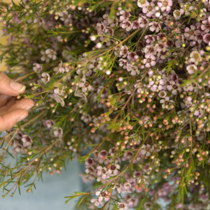 Waxbloemen bloemengroothandel Greenflor