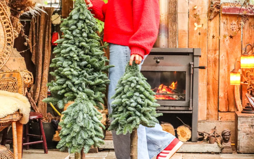 nobilis,boompjes,kerstshoot,2025