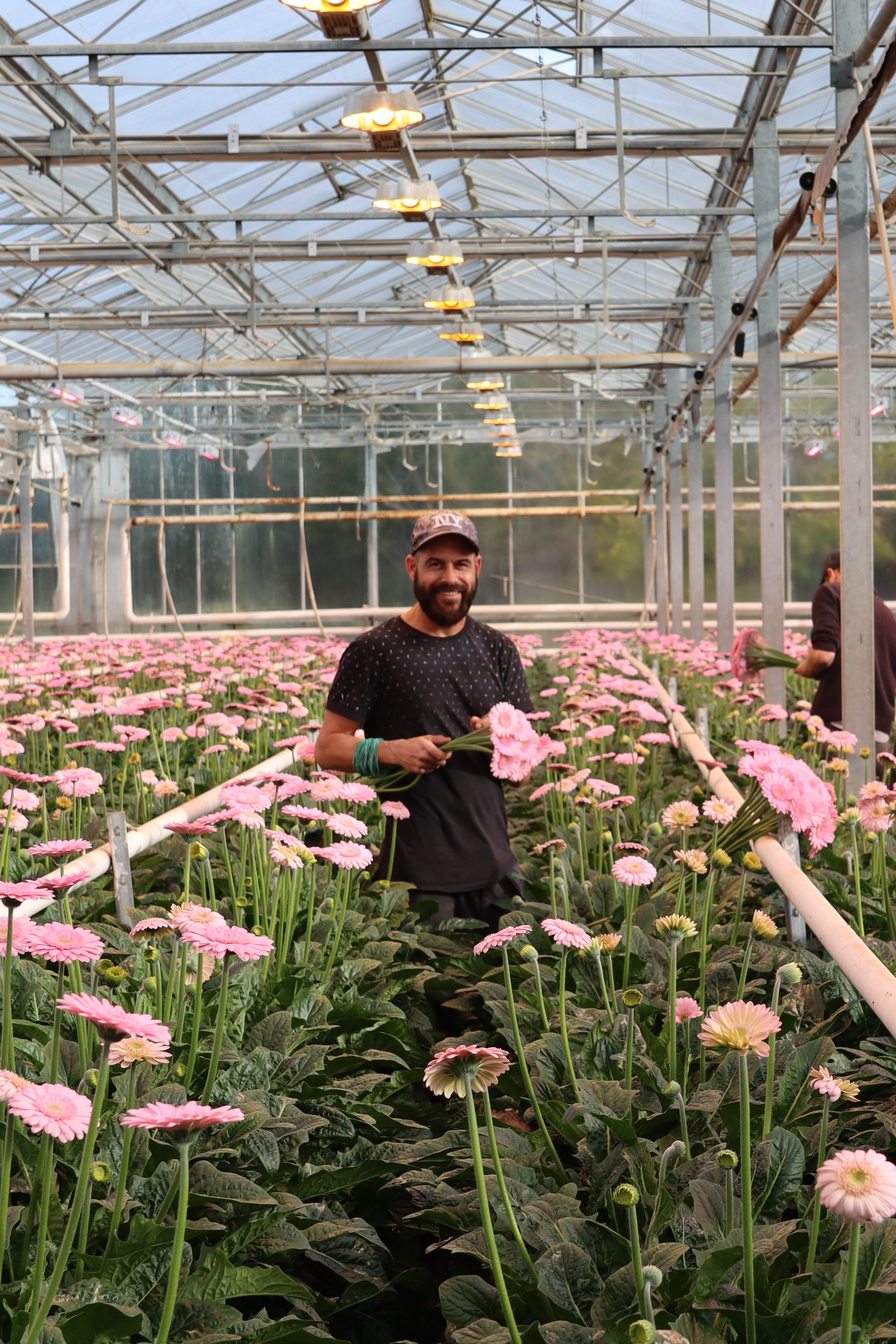 germini-s,kweker,roze,24 (9)