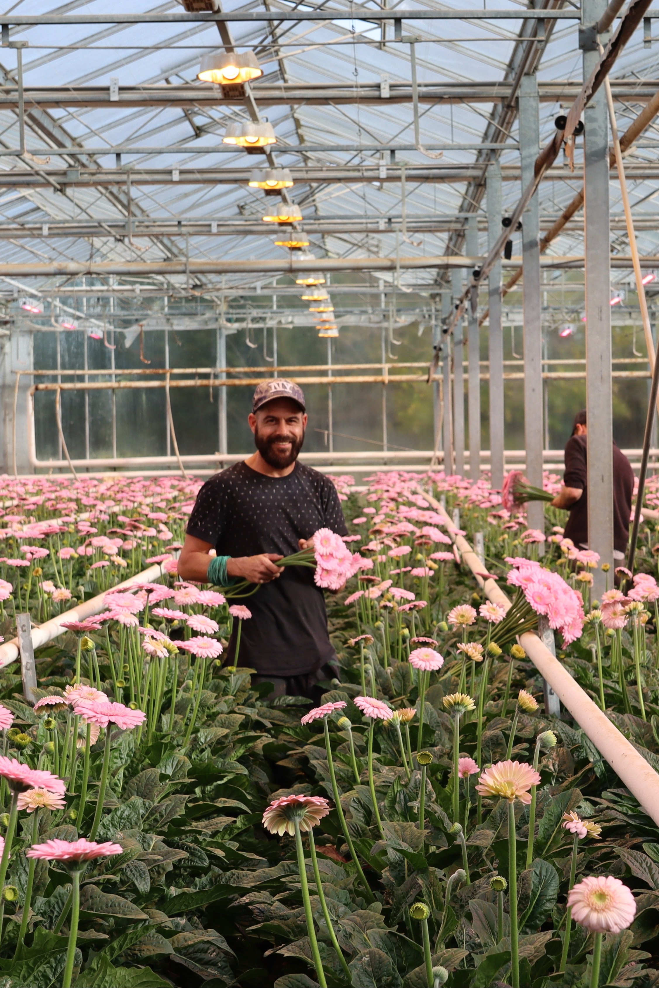 germini-s,kweker,roze,24 (9)