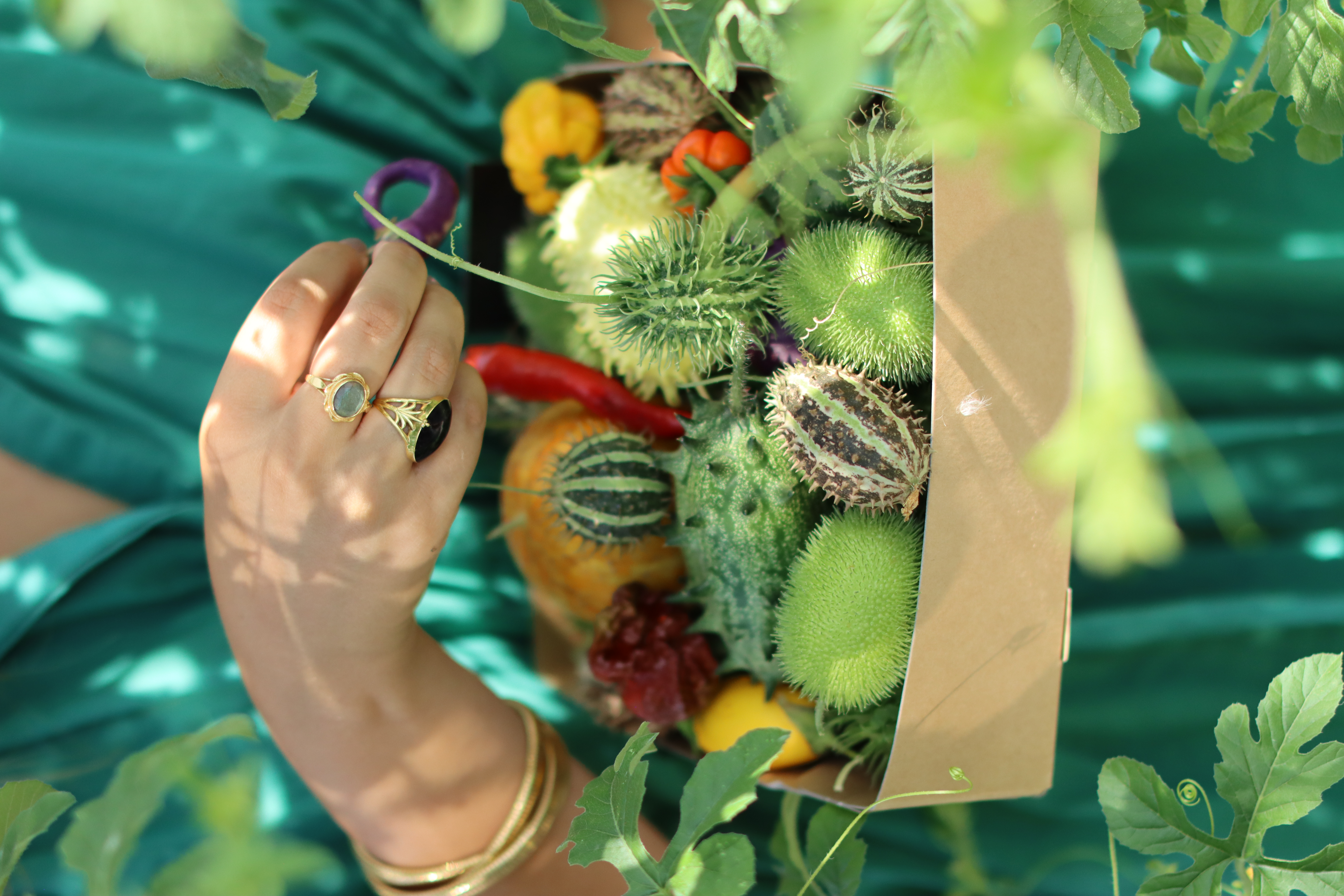 Kunst aus dem Gewächshaus: Zierfrüchte von Bloomers