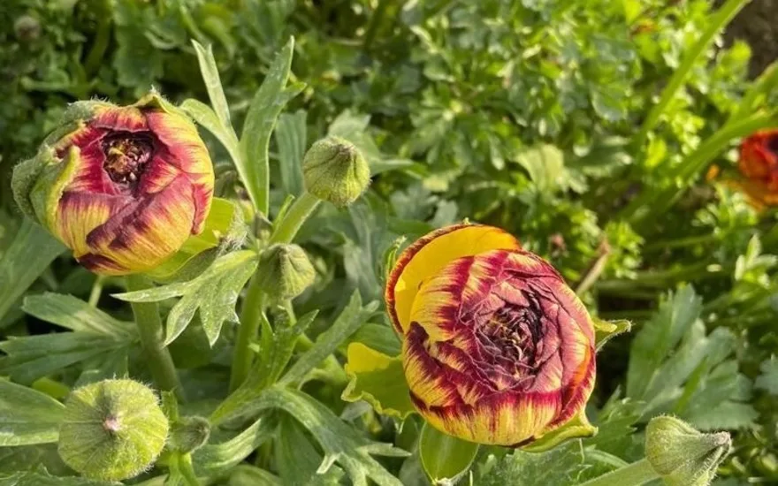 ranunculus,yellow,21 (2)