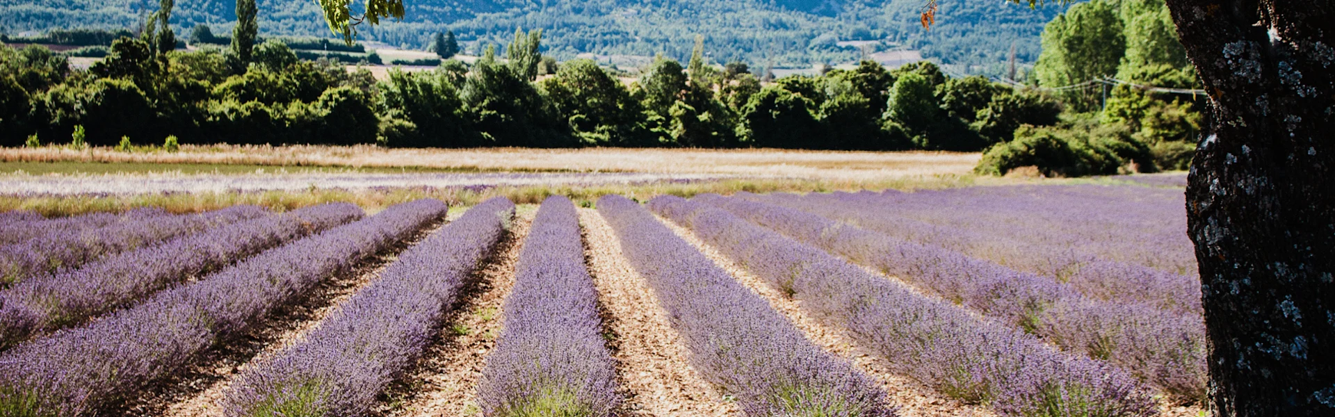 lavender