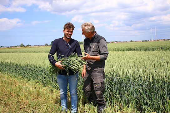 getrockneterWeizen,beige,20 (4)