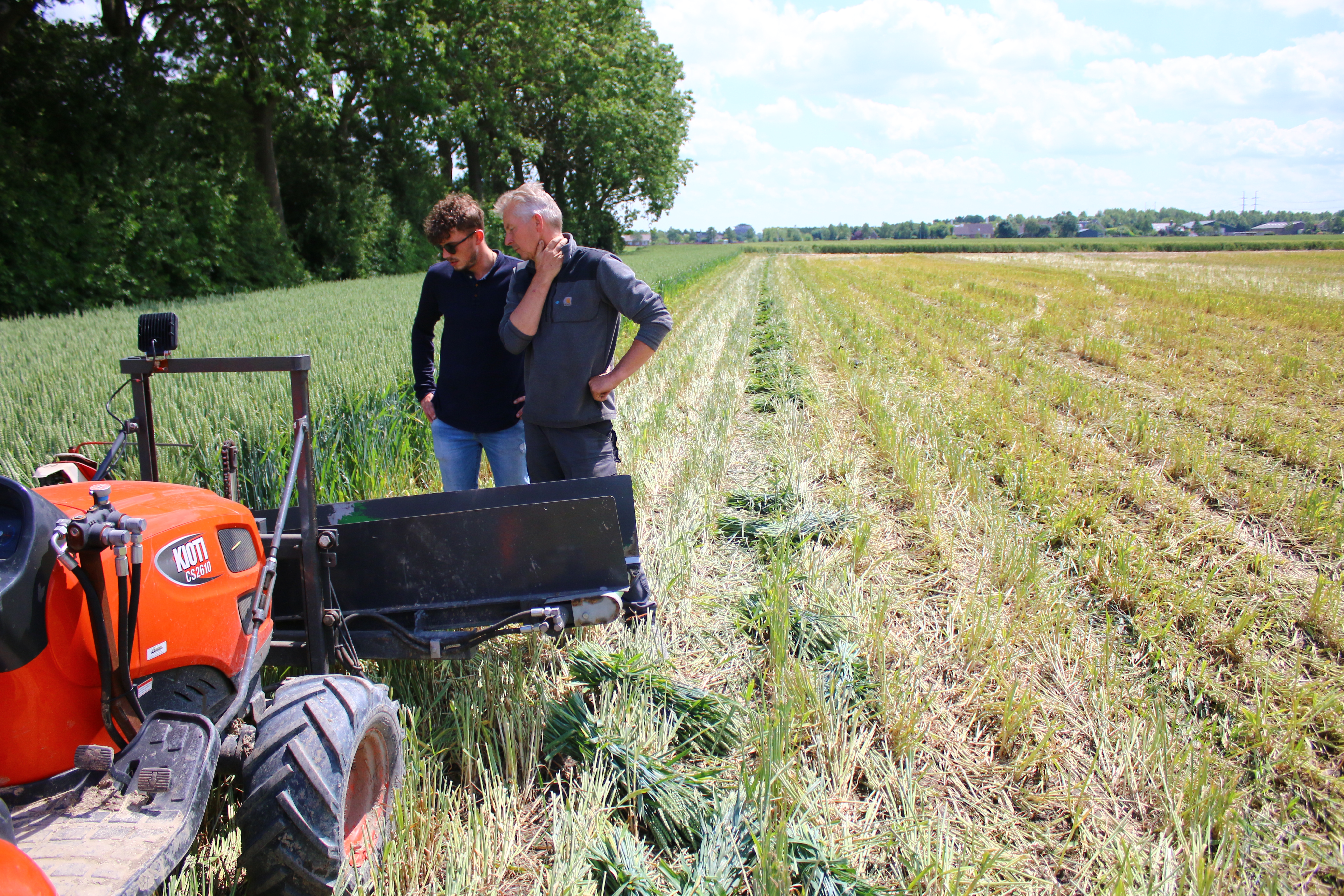 gedroogdetarwe,beige,20 (7)