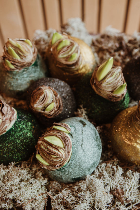 Nachhaltige Wax-Amaryllis