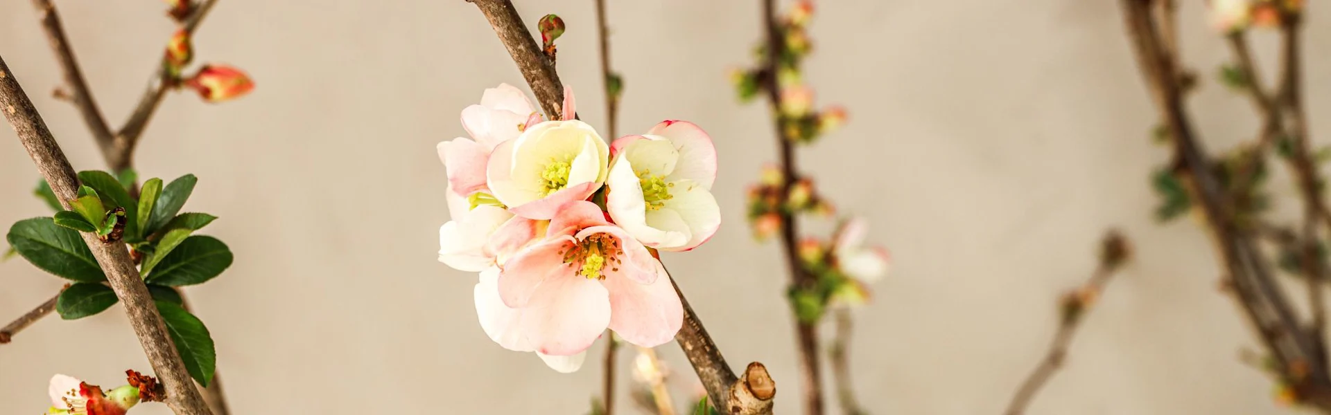 blossom branches as a statement