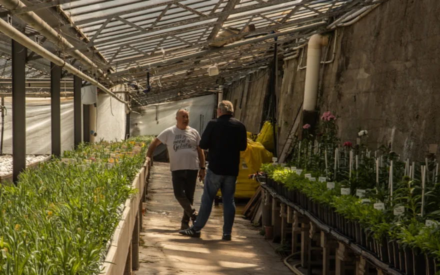 Greenflor market knowledge (1)