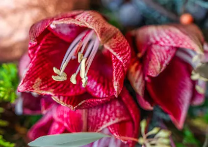 amaryllis,rood.winter,2024