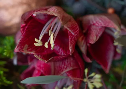 amaryllis,rood.winter,2024