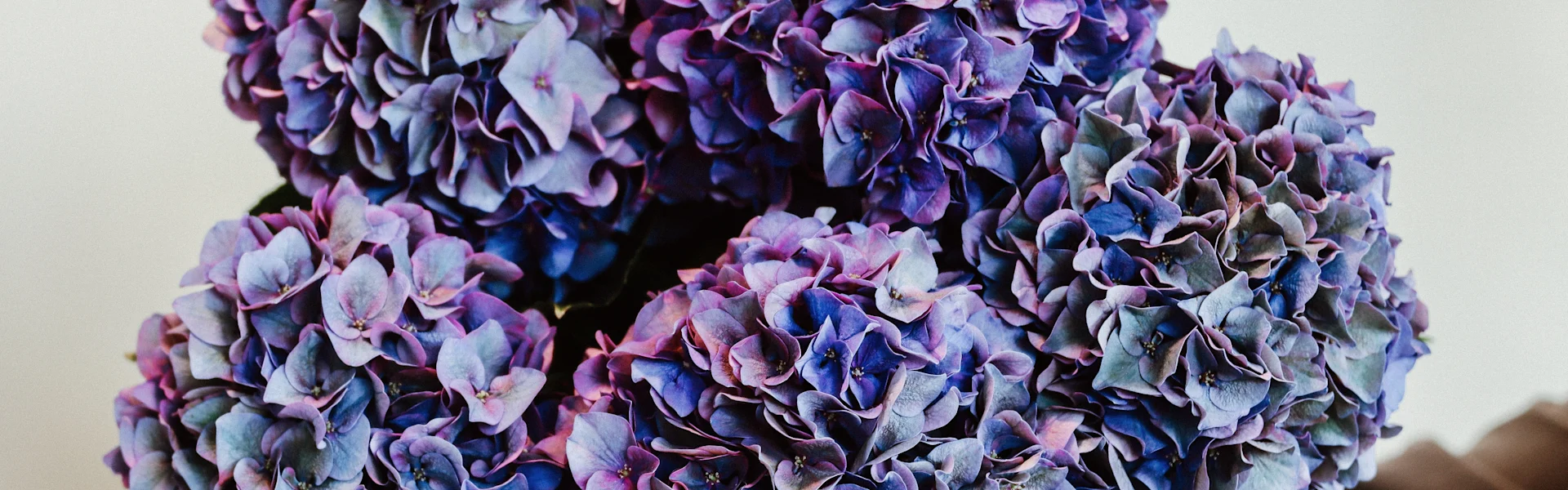 the sustainable bloom journey