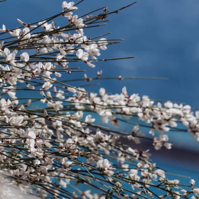 Ginster bloemengroothandel Greenflor