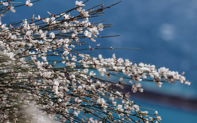 Ginster bloemengroothandel Greenflor