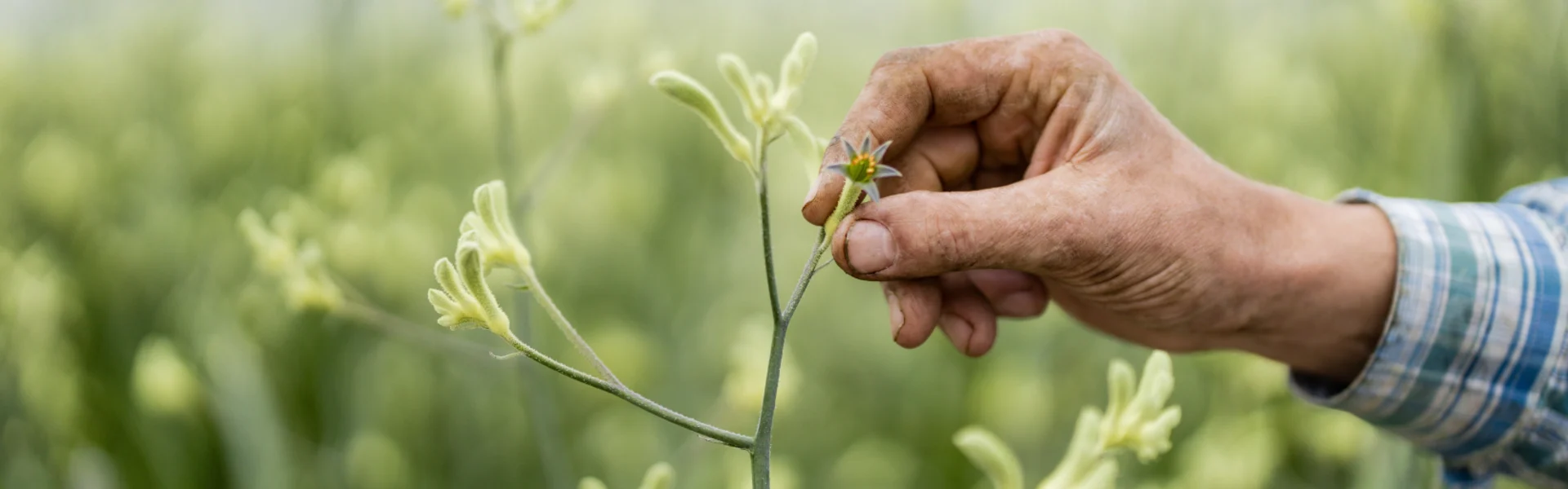 rooted in sustainability