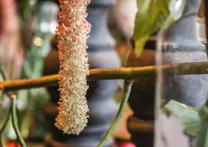 amaranthus,roze,herfst,2025