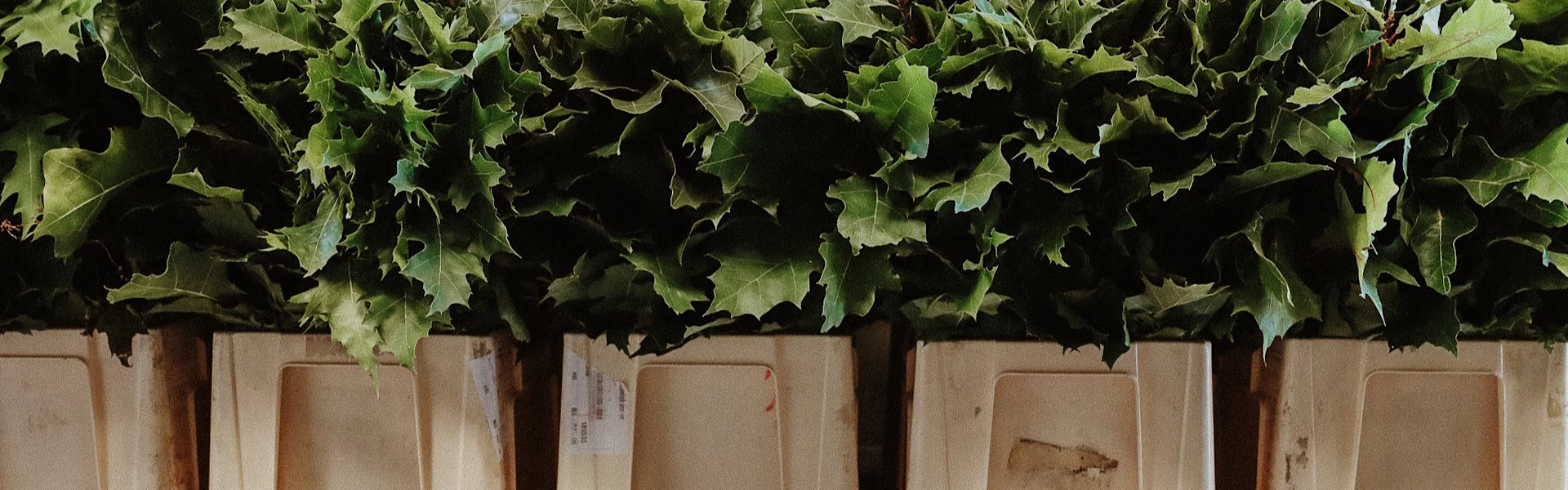 oak leaves as eye-catchers