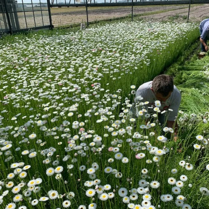driedhelipterum,white,20 (4)