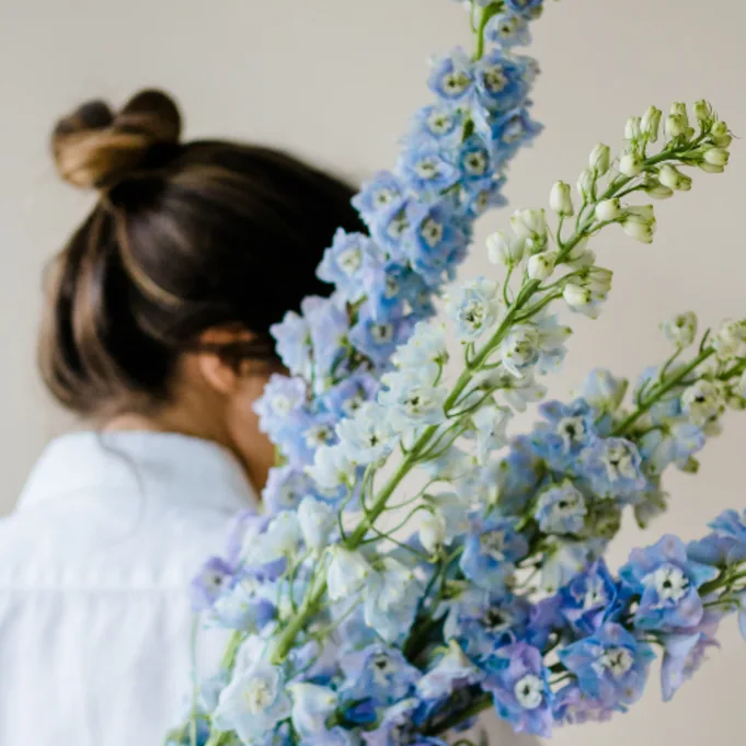 delphinium,blauw,23