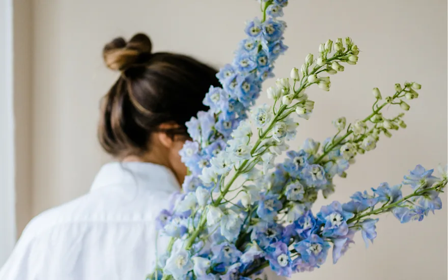 delphinium,blauw,23
