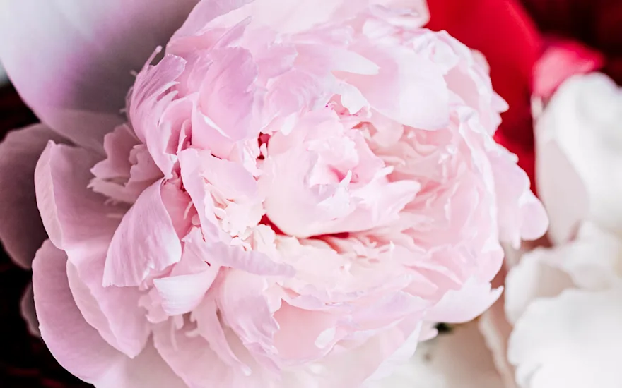 pioenen,roze,pecher,21 (3)