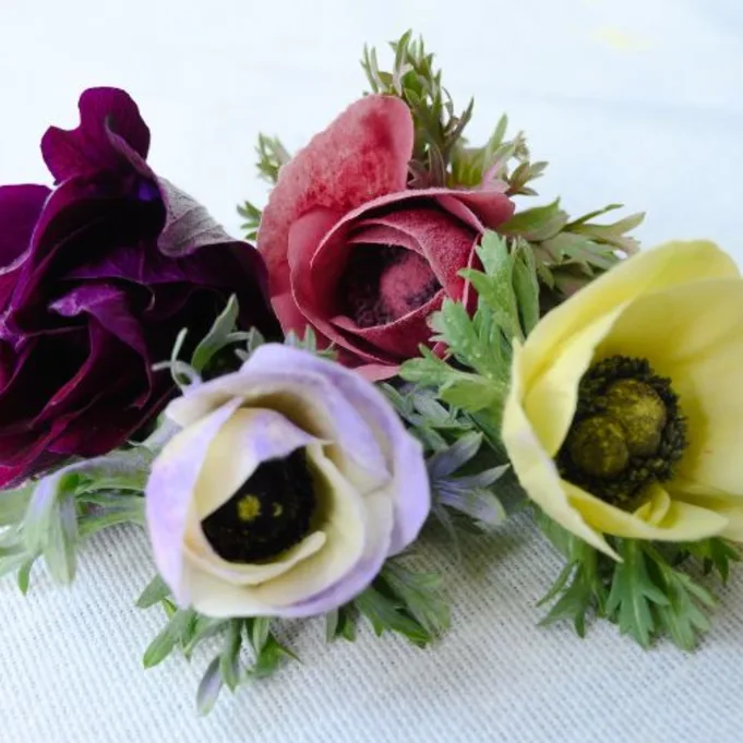 Anemonen bloemengroothandel Greenflor