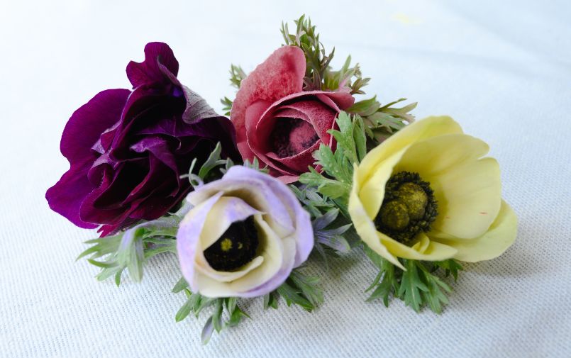 Anemonen bloemengroothandel Greenflor