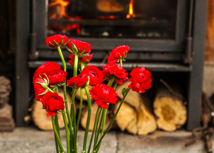 ranonkels,kerst,rood,25