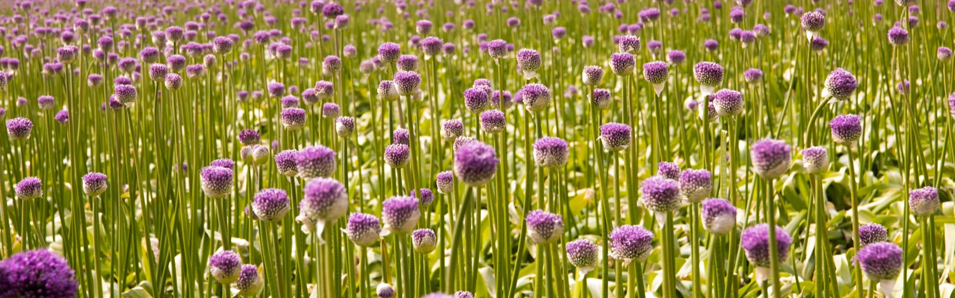 een dag tussen de alliums