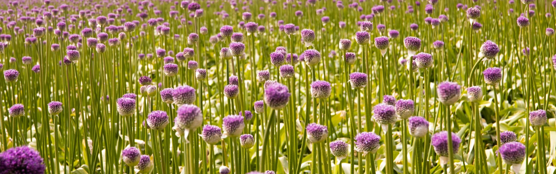 a day among the alliums