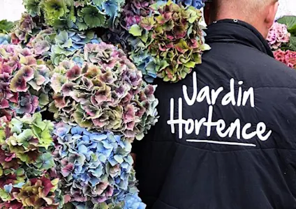 Hortensia,paars,20 (8)