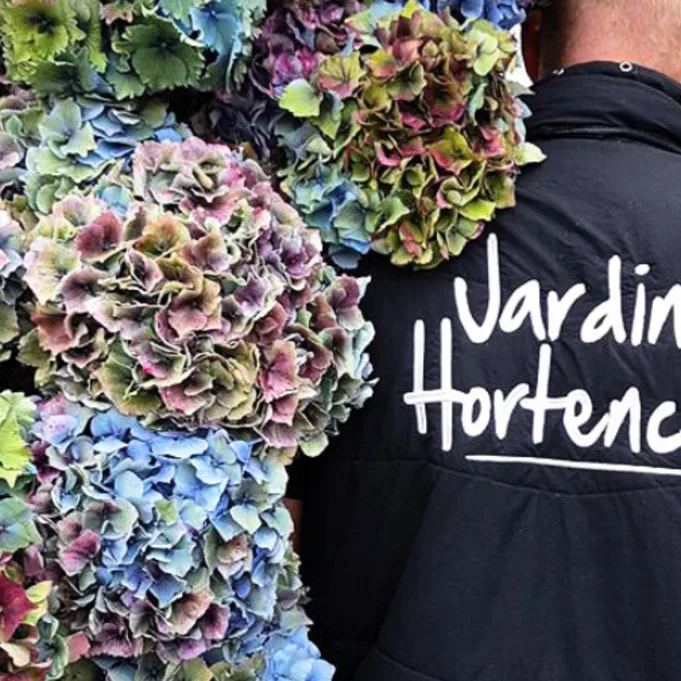Hortensia,paars,20 (8)