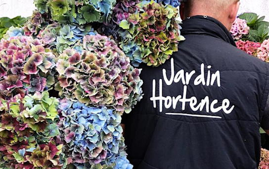 Hortensia,paars,20 (8)